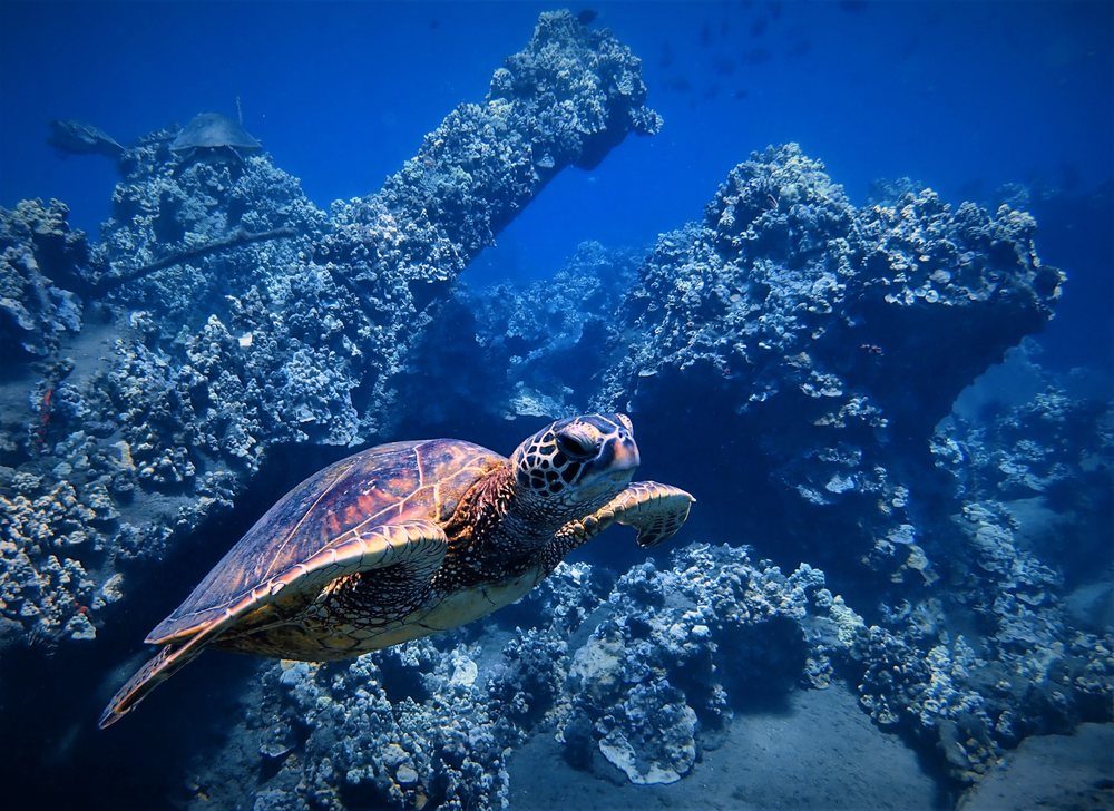 Destination Diving and Snorkel Maui